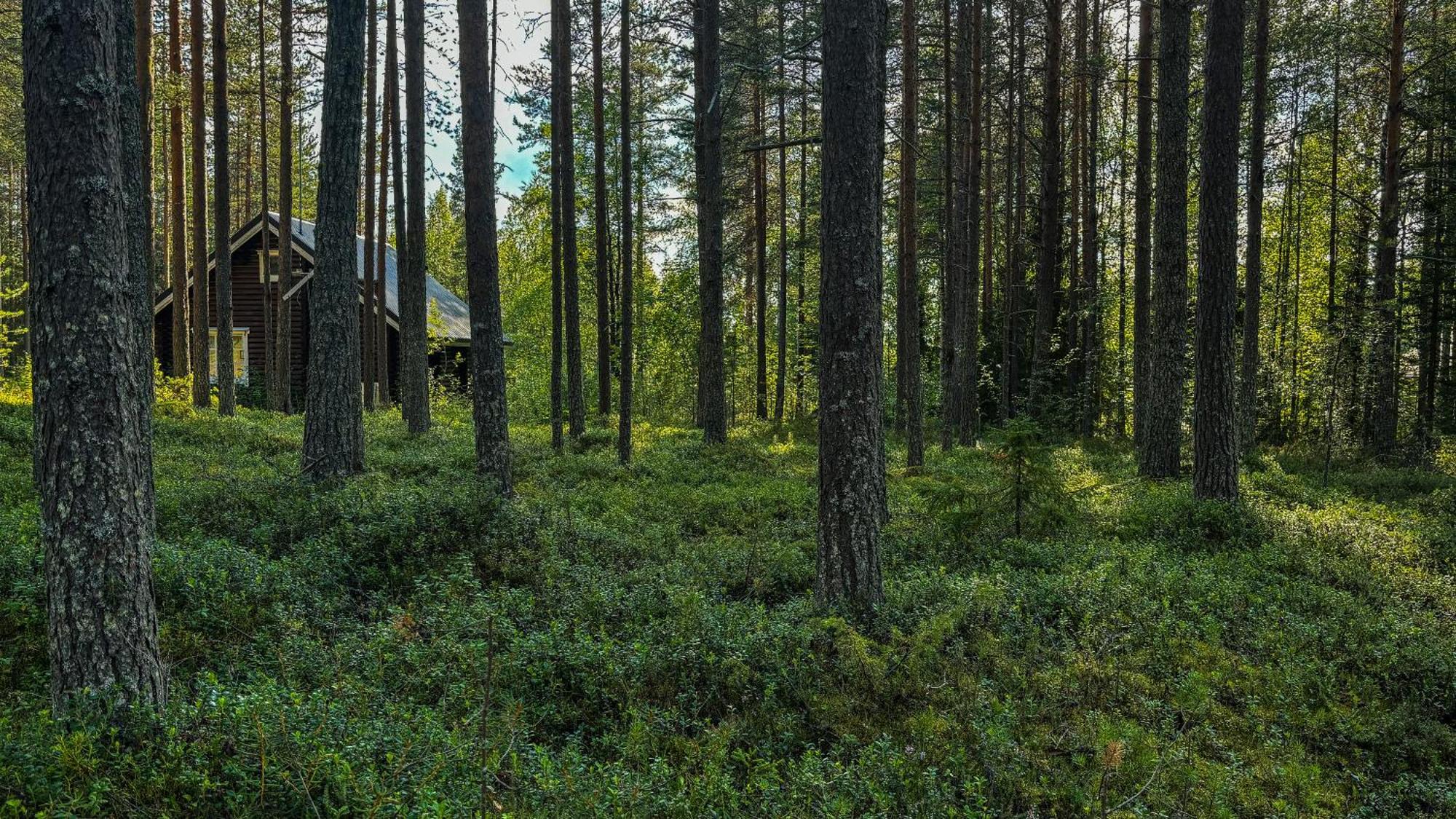 Sky Lodging ~ Sleeping Under The Stars Rovaniemi Eksteriør bilde